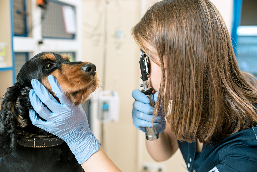 4845 Una veterinaria utiliza un oftalmoscopio en un perro