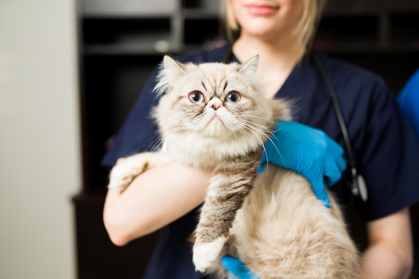 clinica-gato-pelayos-presa