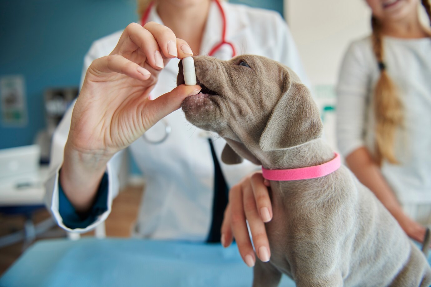 desparasitacion-cachorro-pelayos-presa Una veterinaria administra una pastilla desparasitante a un cachorro
