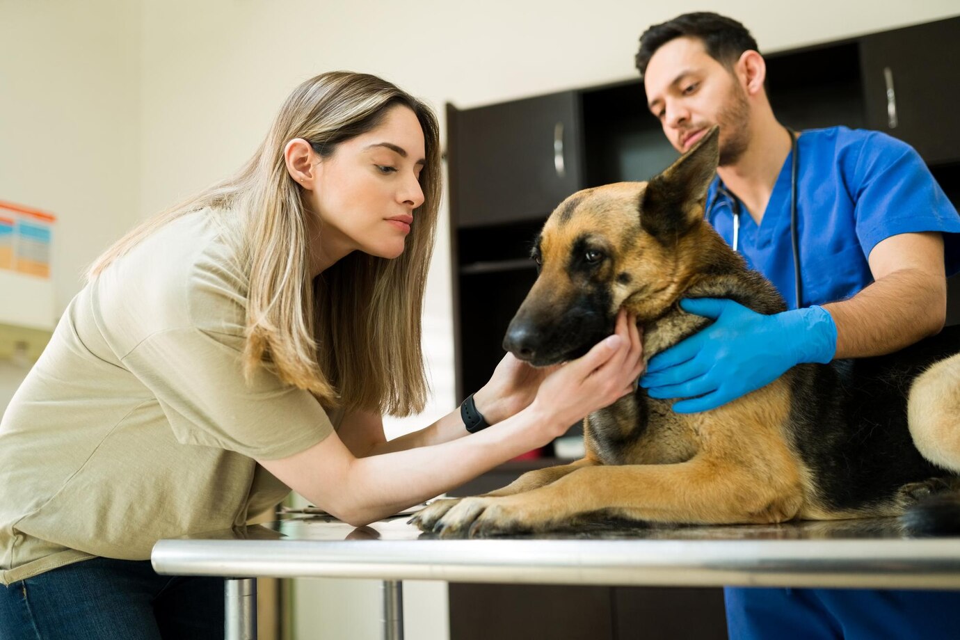 oncologia-veterinaria-pelayos-presa Un pastor alemán es tratado de cáncer