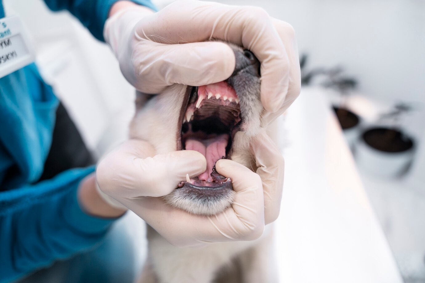 perro-dental-pelayos-presa Veterinario abre la boca de un perro, mostrando su dentadura