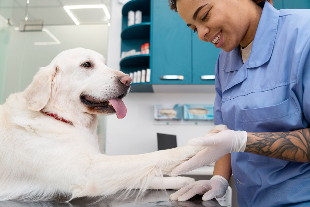 Veterinaria sostiene la pata de un perro
