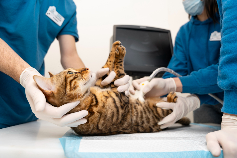 Un grupo de veterinarios realizan una ecografía a un gato