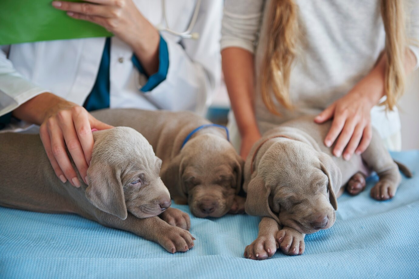 vacunas-cachorro-pelayos-presa Una camada de cachorros se prepara para recibir vacunas